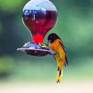 Bird Feeding