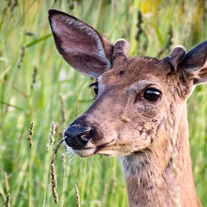 Button buck