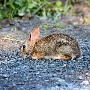 Bunny
