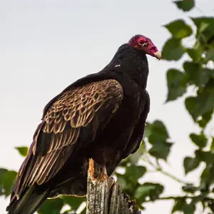 Turkey Buzzard