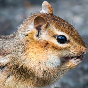 Chipmunk