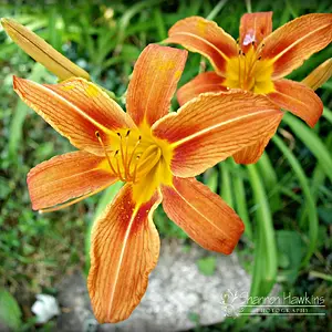 TigerLily