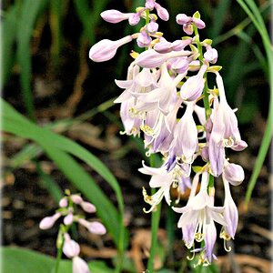 Hosta