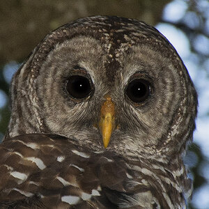 Barred Owl