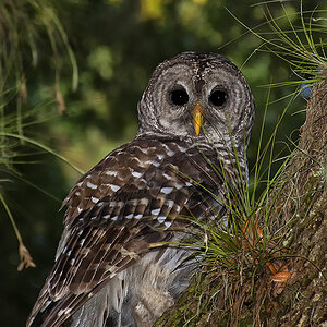 Barred Owl