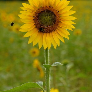 Sunflowers