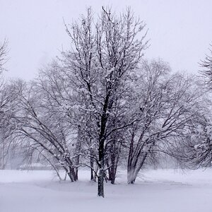 winter trees