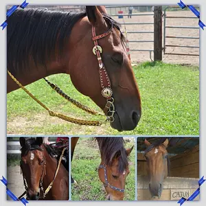 Horse lover