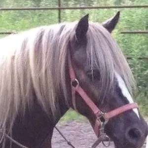 My horse friend
