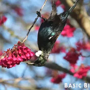 Tui