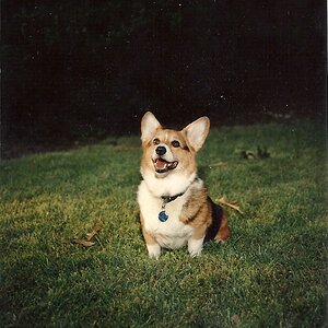 Welsh Corgi