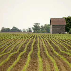 Distant Barn