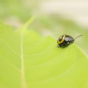 Ladybug