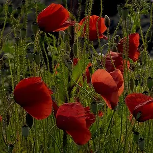 Red spots