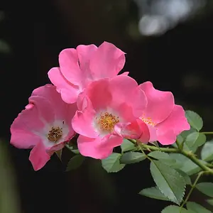 Four antique roses