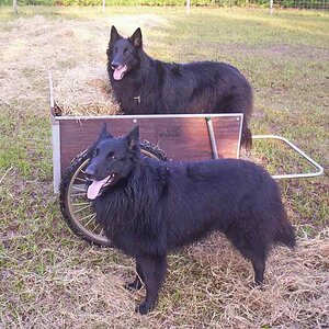 Two dogs in a cart