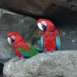 Two parrotts