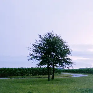 tree and road