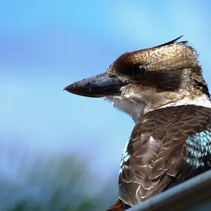 Kookaburra