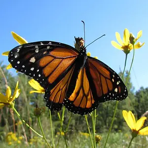 Monarch Fan