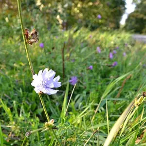 Chicory Blossom