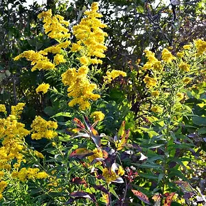 Golden rod explosion