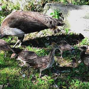 Peahen with chicks