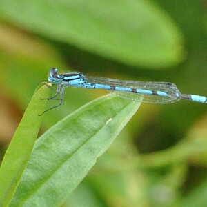 Damselfly