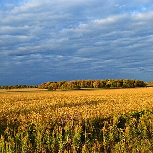 Soy field under October sky