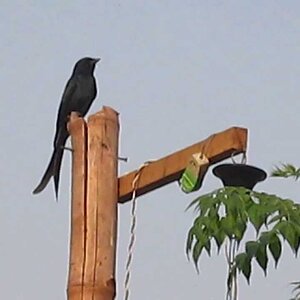 Black Drongo (Zoom Test Canon Powershot A2400 IS)