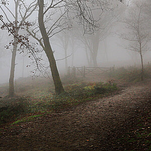 Foggy Morning Woodlands