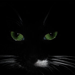 cat portrait in black