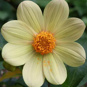 pollen stain