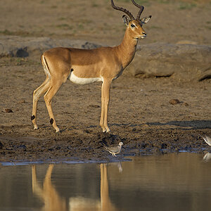 A herd impala Ram