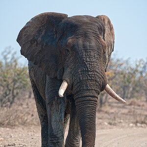 Bull Elephant approach