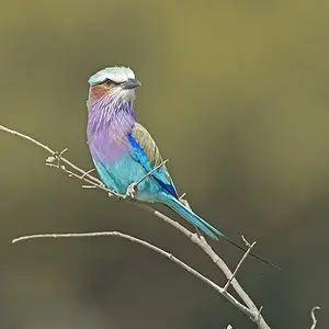 Lilac Breasted Roller