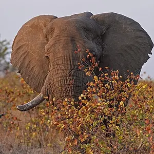 Sunset Bull Elephant