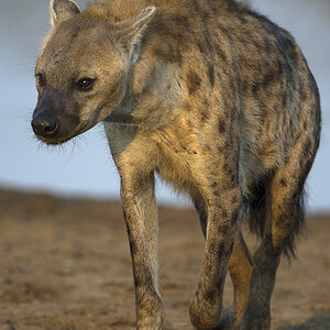 Nkaya Pan Hyena