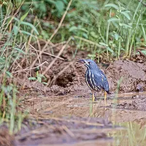 Dwarf Bittern