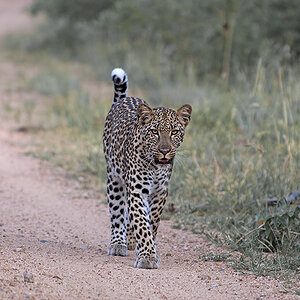 Approaching Leopard