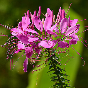 pink flower