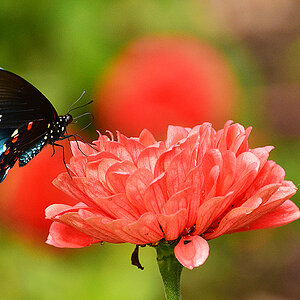 butterfly on flower