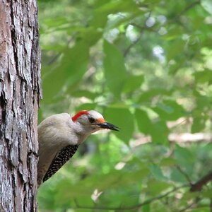 Some random woodpecker