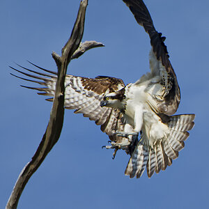 Osprey Landing