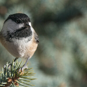 Black Capped Chickadee