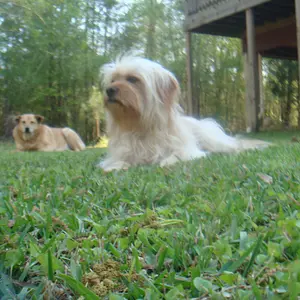 Chillin in the yard