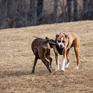 Two Boxers, one stick!