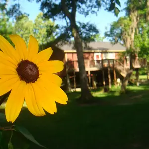 Sunshine Song