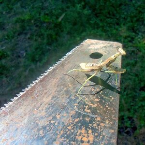 praying mantis