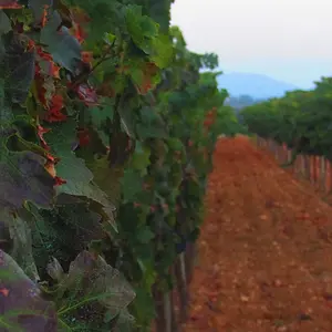 Santa Eugenia Countryside